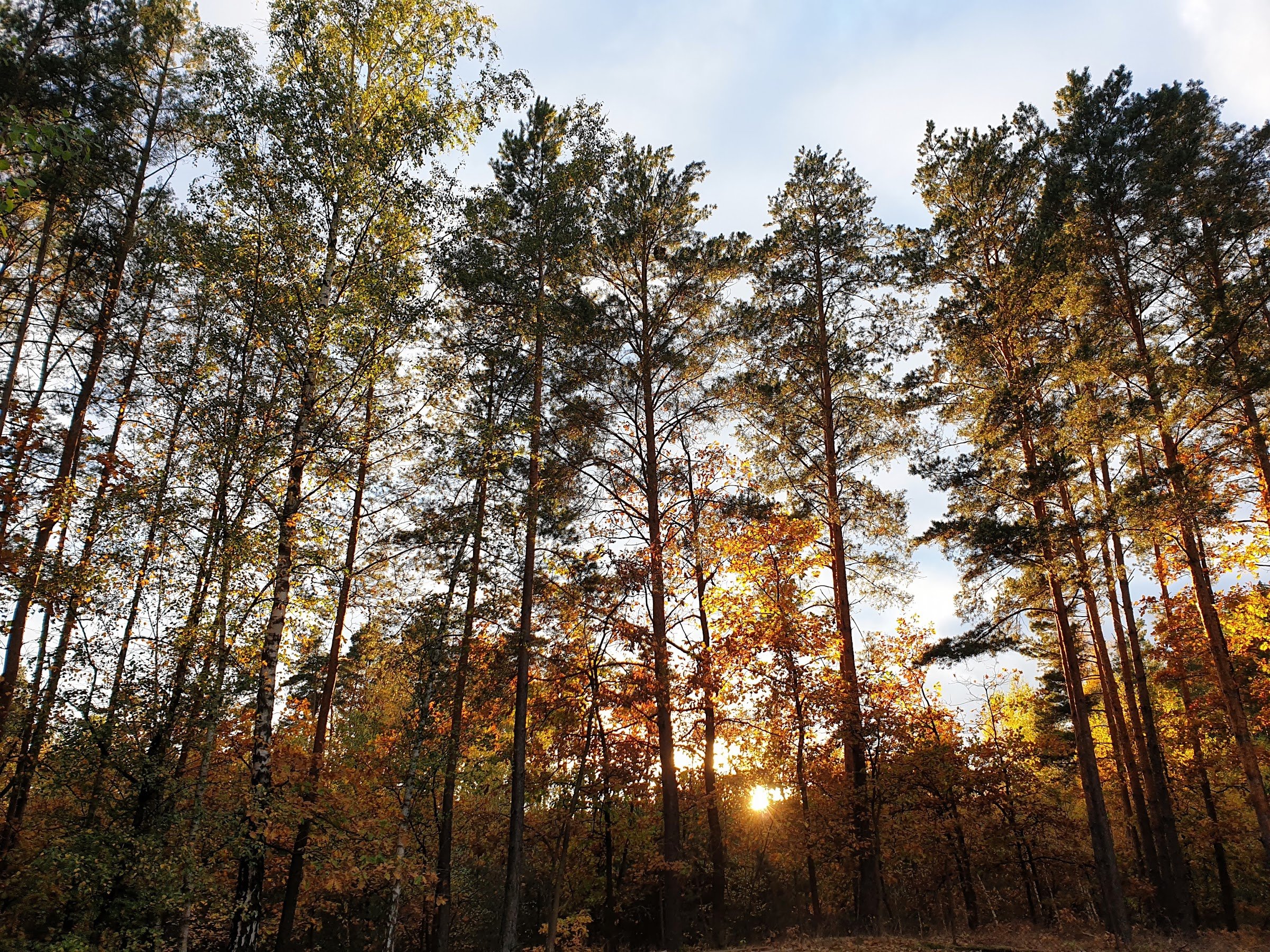 Puszcza Biała (White Forest)